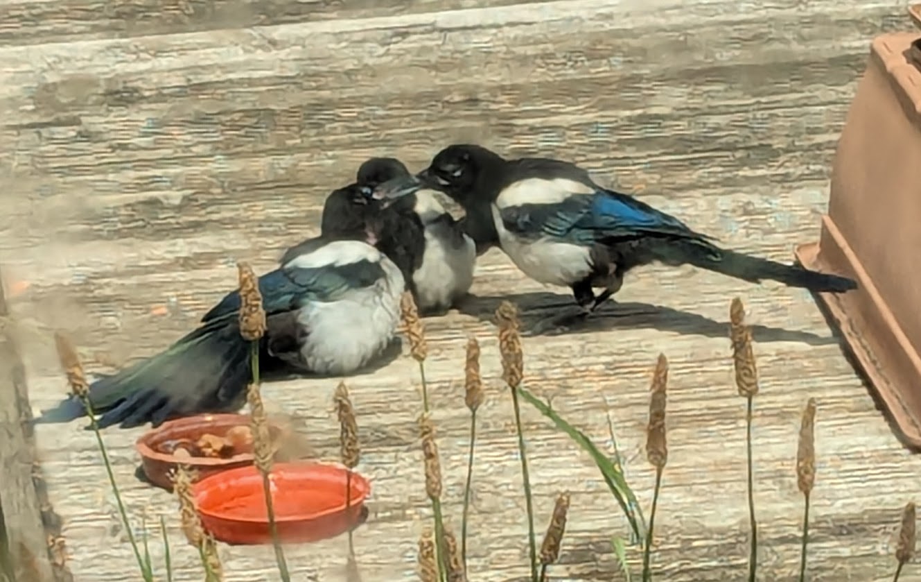 Young magpies